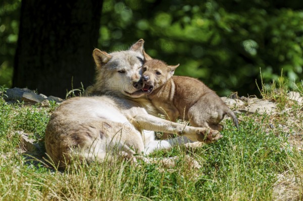 A wolf pup cuddles up to a lying wolf in the countryside, Timberwolf, wolf, American wolf, (Canis lupus lycaon), pup, Germany