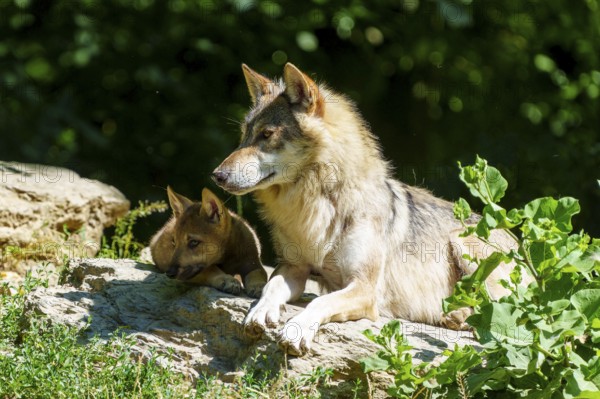 A wolf with pup on a stone, enjoying the summer atmosphere outdoors together, Timberwolf, wolf, American wolf, (Canis lupus lycaon), pup, Germany