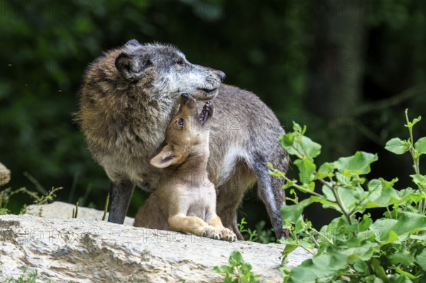 A wolf and its pup show closeness and care for each other, Timberwolf, wolf, American wolf, (Canis lupus lycaon), pup, Germany