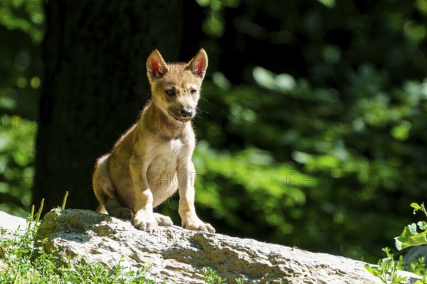 An attentive puppy sits on a stone, surrounded by summer forest landscape, Timberwolf, wolf, American wolf, (Canis lupus lycaon), puppy, Germany