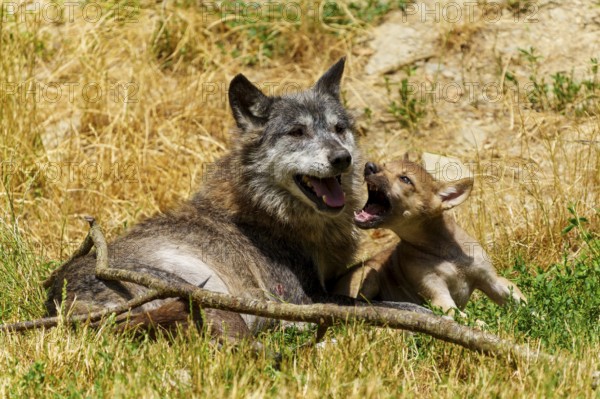 A wolf and a pup resting in a sunny meadow surrounded by dry grass, Timberwolf, wolf, American wolf, (Canis lupus lycaon), pup, Germany