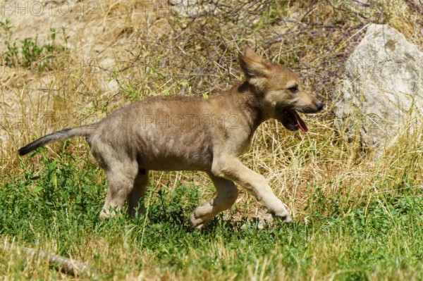 A wolf pup runs happily across a meadow, surrounded by summer vegetation and sunlight, Timberwolf, wolf, American wolf, (Canis lupus lycaon), pup, Germany