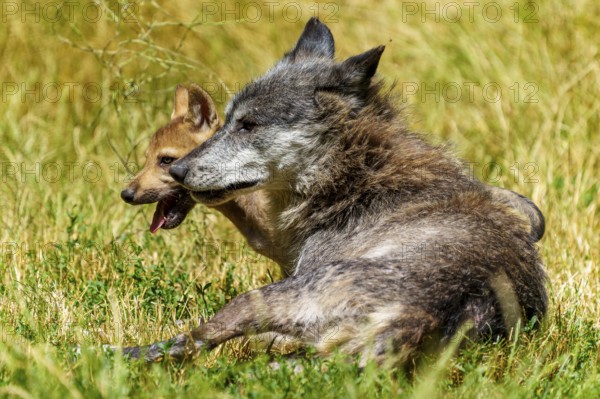 A wolf and a pup resting together on a summer meadow, Timberwolf, wolf, American wolf, (Canis lupus lycaon), pup, Germany