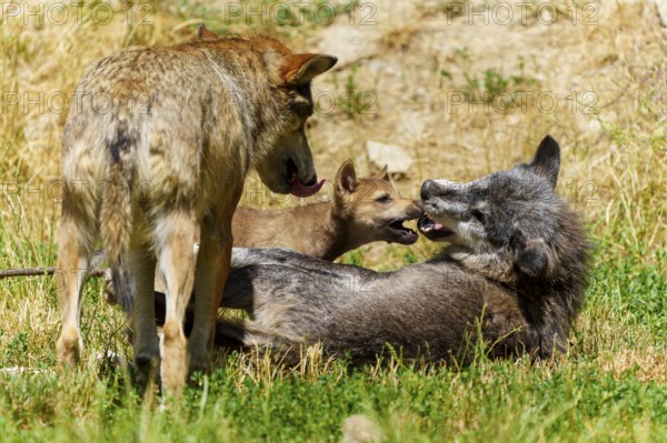 Wolves and a puppy playing in a meadow. Summer atmosphere with green grass and dry patches, Timberwolf, wolf, American wolf, (Canis lupus lycaon), puppy, Germany