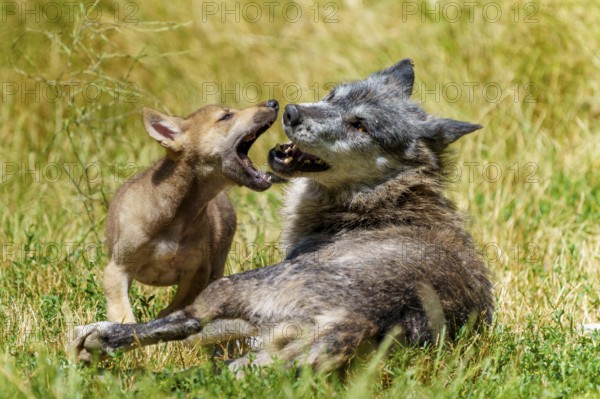 A wolf and its puppy playing in a sunny meadow, Timberwolf, wolf, American wolf, (Canis lupus lycaon), puppy, Germany