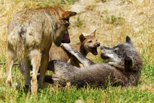 Two wolves and a puppy playing relaxed on a green meadow in the summer sun, Timberwolf, wolf, American wolf, (Canis lupus lycaon), puppy, Germany