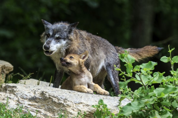 A wolf protects its pup on a rock surrounded by plants, Timberwolf, wolf, American wolf, (Canis lupus lycaon), pup, Germany