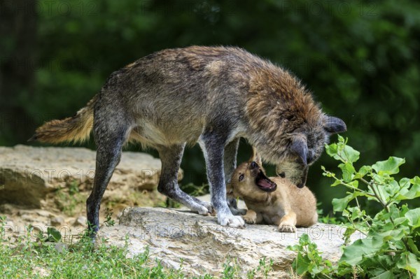 A wolf and her pup standing on a rock in a green environment, Timberwolf, wolf, American wolf, (Canis lupus lycaon), pup, Germany