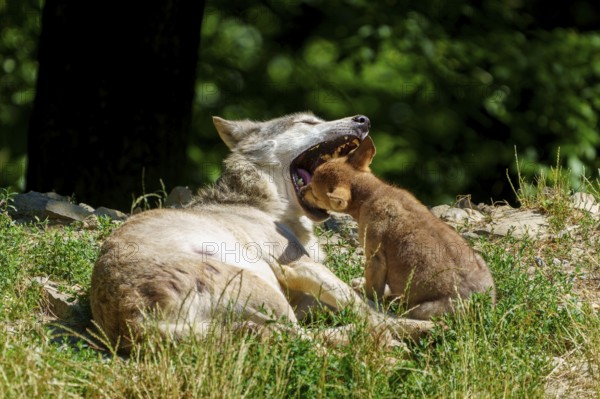 A puppy playing with a lying wolf in the grass, Timberwolf, wolf, American wolf, (Canis lupus lycaon), puppy, Germany