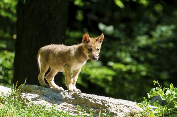 A wolf pup stands alertly on a stone in a summery forest with a green background, Timberwolf, wolf, American wolf, (Canis lupus lycaon), pup, Germany