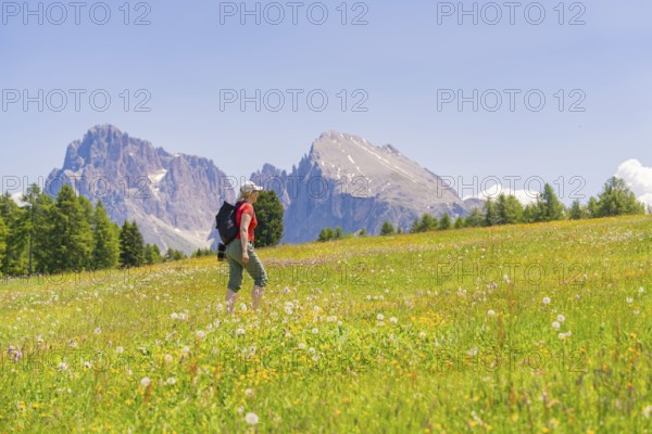 Woman walking across a flowering meadow with mountains in the background, Alpe di Siusi, Dolomites, South Tyrol, Italy