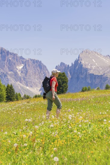 Hiker climbs the flowery meadow in front of impressive mountains, Alpe di Siusi, Dolomites, South Tyrol, Italy
