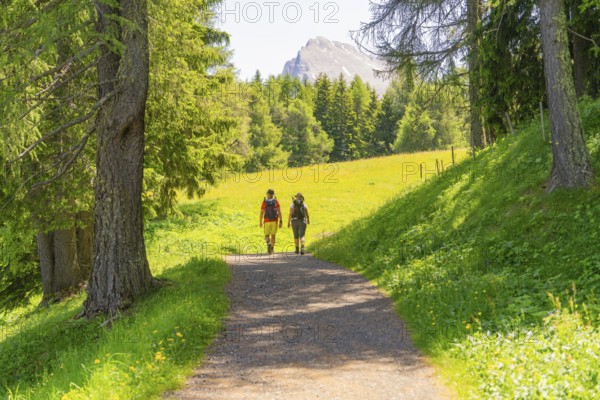 Two people walking on a sunny path between green trees and mountains, Alpe di Siusi, Dolomites, South Tyrol, Italy
