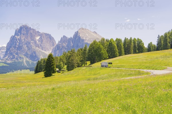 Bus travelling along a winding road through a summery mountain landscape, Alpe di Siusi, Dolomites, South Tyrol, Italy