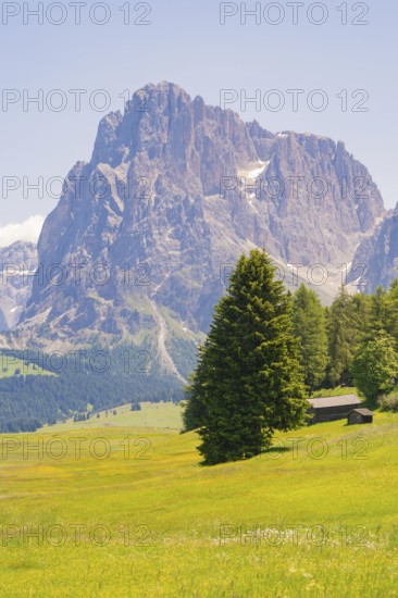 Single tree in a meadow against an impressive mountain backdrop, Alpe di Siusi, Dolomites, South Tyrol, Italy