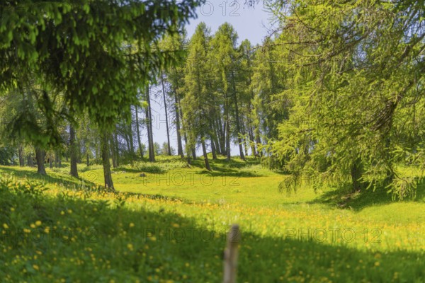 Sunny forest and meadow landscape with towering trees and green surroundings, Alpe di Siusi, Dolomites, South Tyrol, Italy