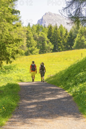 Two hikers on a sunny path in a green landscape surrounded by mountains, Alpe di Siusi, Dolomites, South Tyrol, Italy
