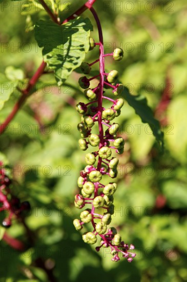Fruit of the American Pokeweed (Phytolacca americana), Marksboro, New Jersey, USA