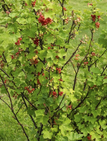 Currant bush (Ribes rubrum) with unripe and ripe berries, Netherlands