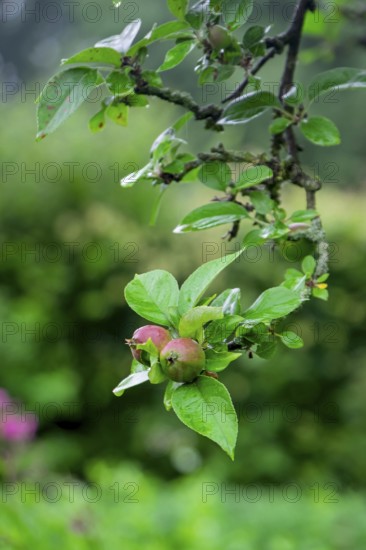 Green, unripe apples (Malus) on a tree, North Rhine-Westphalia, Germany