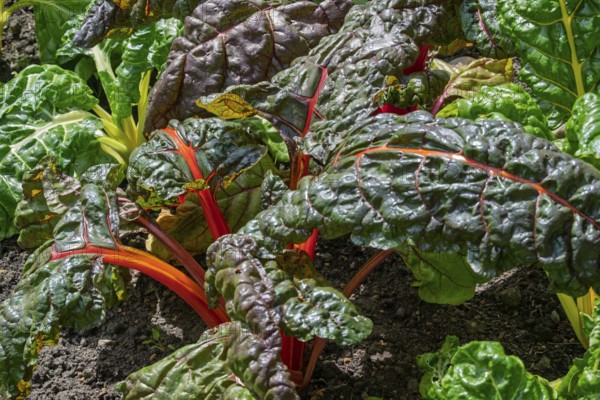 Chard, red and yellow-stemmed, vegetable patch, North Rhine-Westphalia, Germany