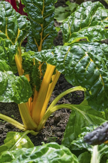 Chard, yellow-stemmed, vegetable patch, North Rhine-Westphalia, Germany