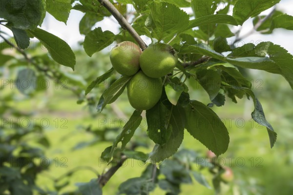 Green, unripe apples (Malus) on a tree, Münsterland, North Rhine-Westphalia, Germany