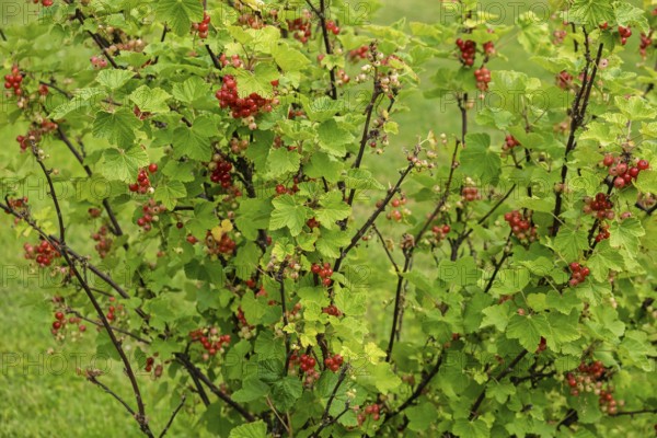 Currant bush (Ribes rubrum) with unripe and ripe berries, Netherlands
