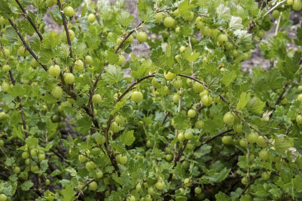 Gooseberry bush with fruits, Gooseberry (Ribes uva-crispa), Netherlands