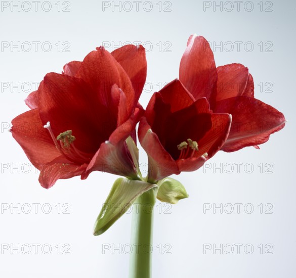 Amaryllis blossoms (Hippeastrum striatum)