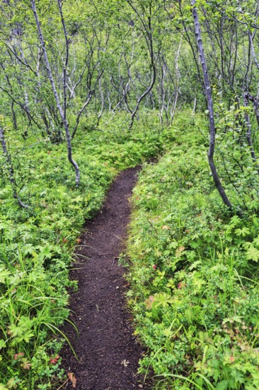 Path, hiking trail to Botnstjörn, Asbyrgi Gorge, Jökulsargljufur National Park, Iceland