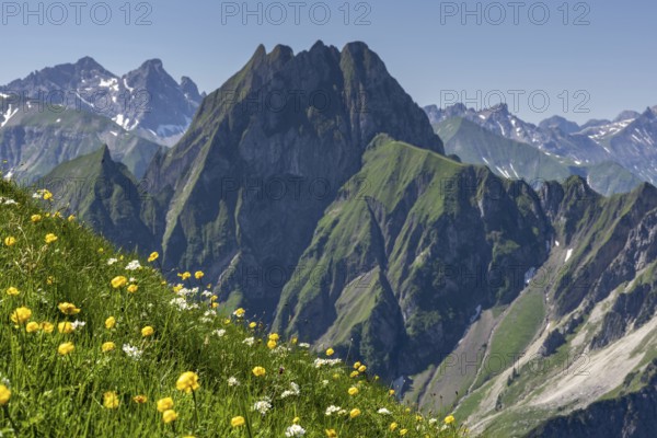 Mountain panorama with various mountain flowers from the Laufbacher-Eckweg into the rear Oytal with Käseralpe and to Höfats, 2259m, Allgäu Alps, Allgäu, Bavaria, Germany