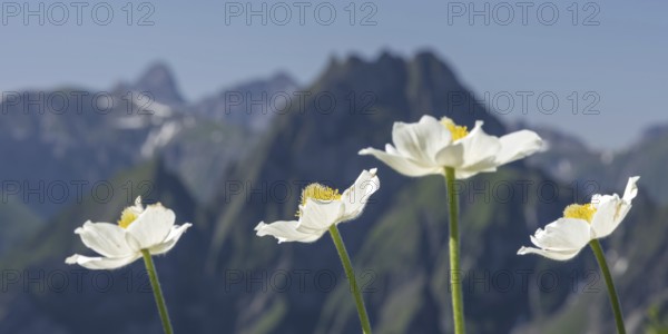 Mountain panorama with white alpine anemones (Pulsatilla alpina ssp. alpina) from Laufbacher-Eckweg to Höfats, 2259m, Allgäu Alps, Allgäu, Bavaria, Germany
