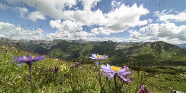 Mountain panorama with blooming alpine aster (Aster alpinus) from the Koblat-Höhenweg on the Nebelhorn over the Obertal with lush green alpine meadows to the Hochvogel and Rosszahn group with the Hochvogel, 2592m, Allgäu Alps, Allgäu, Bavaria, Germany
