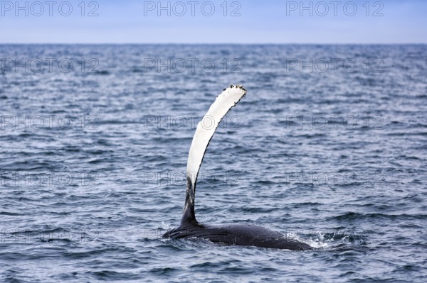 Humpback whale (Megaptera novaeangliae) swimming at the surface, pectoral fin, whale watching in Skjalfandi Bay, Husavik, Húsavík, North Iceland, Iceland