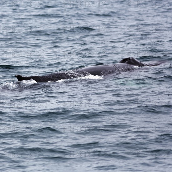 Humpback whale (Megaptera novaeangliae) swimming at the surface, whale watching in Skjalfandi Bay, Husavik, Húsavík, North Iceland, Iceland