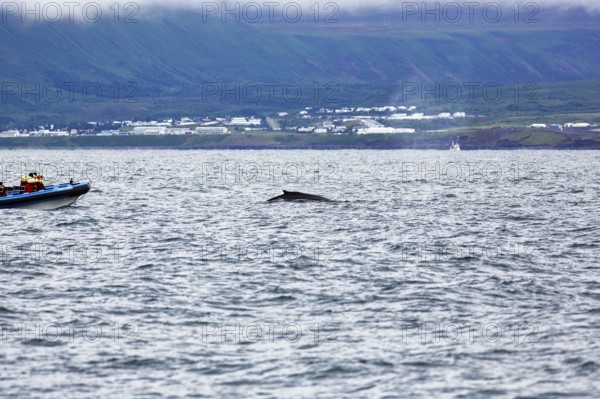 Humpback whale (Megaptera novaeangliae) swimming at the surface, motorboat, whale watching, in Skjalfandi Bay, Husavik, Húsavík, North Iceland, Iceland