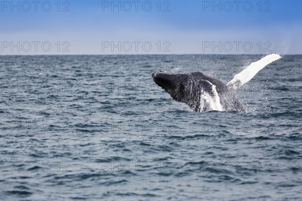 Humpback whale (Megaptera novaeangliae), powerful jump with turn, typical breaching, whale watching, Skjálfandi Bay, Husavik, Húsavík, North Iceland, Iceland