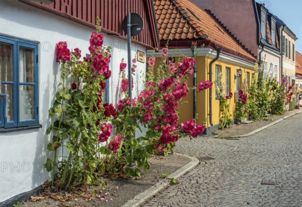 Hollyhocks (Alcea rosea) at houses in a small street in the idyllic downtown of Ystad, Skåne County, Sweden, Scandinavia