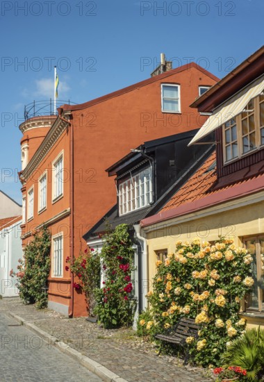 Street with roses at houses in Ystad, Skåne County, Sweden, Scandinavia