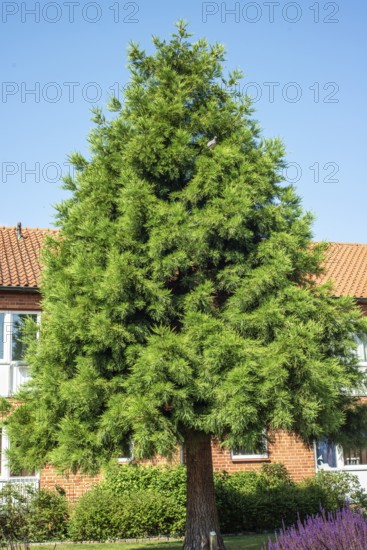 Mammoth tree (Sequioadendron giganteum) planted in a park in Ystad, Skåne County, Sweden, Scandinavia