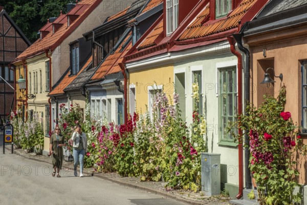 Hollyhocks (Alcea rosea) and rose at houses in a small street in the idyllic downtown of Ystad, Skåne County, Sweden, Scandinavia