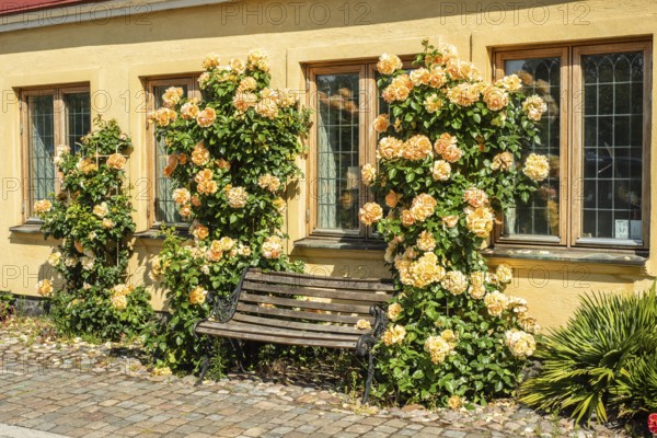 Yellow house with bench and yellow roses at a cobblestone street in Ystad, Skåne County, Sweden, Scandinavia