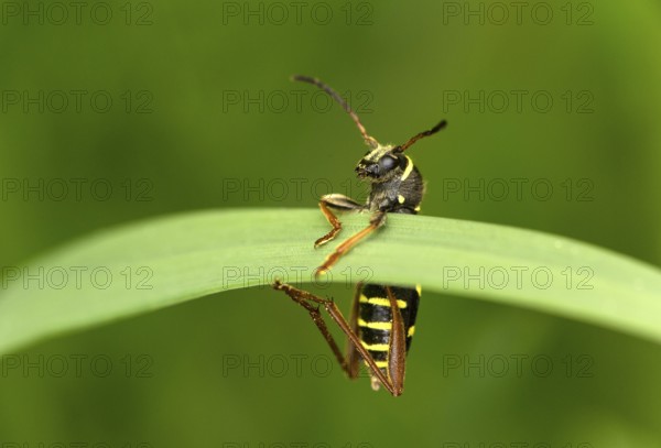 Wasp-like patterned wasp, also common wasp (Clytus arietis), wasp mimicry, Valais, Switzerland
