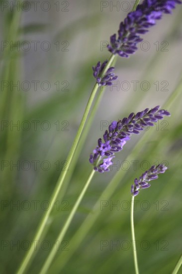 Lavender, June, Germany