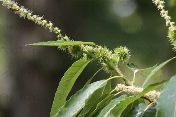 Chestnuts, July, Germany