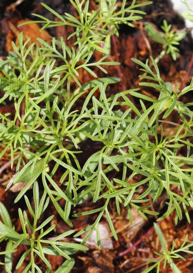 Ornamental basket 'Sensation Mix' (Cosmos bipinnatus), seven weeks after sowing, top view, North Rhine-Westphalia, Germany