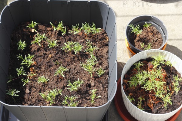 Ornamental basket 'Sensation Mix' (Cosmos bipinnatus), seven weeks after sowing, top view, North Rhine-Westphalia, Germany