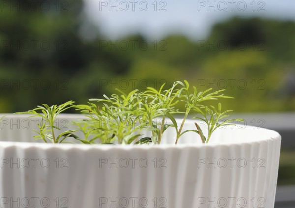 Ornamental basket 'Sensation Mix' (Cosmos bipinnatus), seven weeks after sowing, in a flower pot, North Rhine-Westphalia, Germany