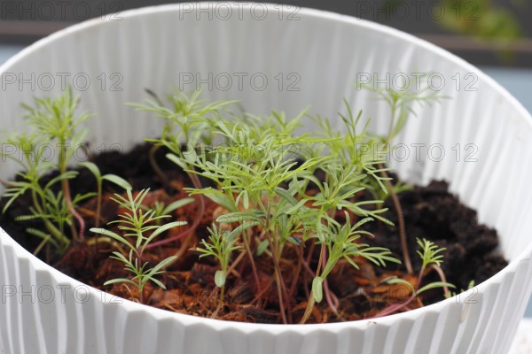 Ornamental basket 'Sensation Mix' (Cosmos bipinnatus), seven weeks after sowing, North Rhine-Westphalia, Germany